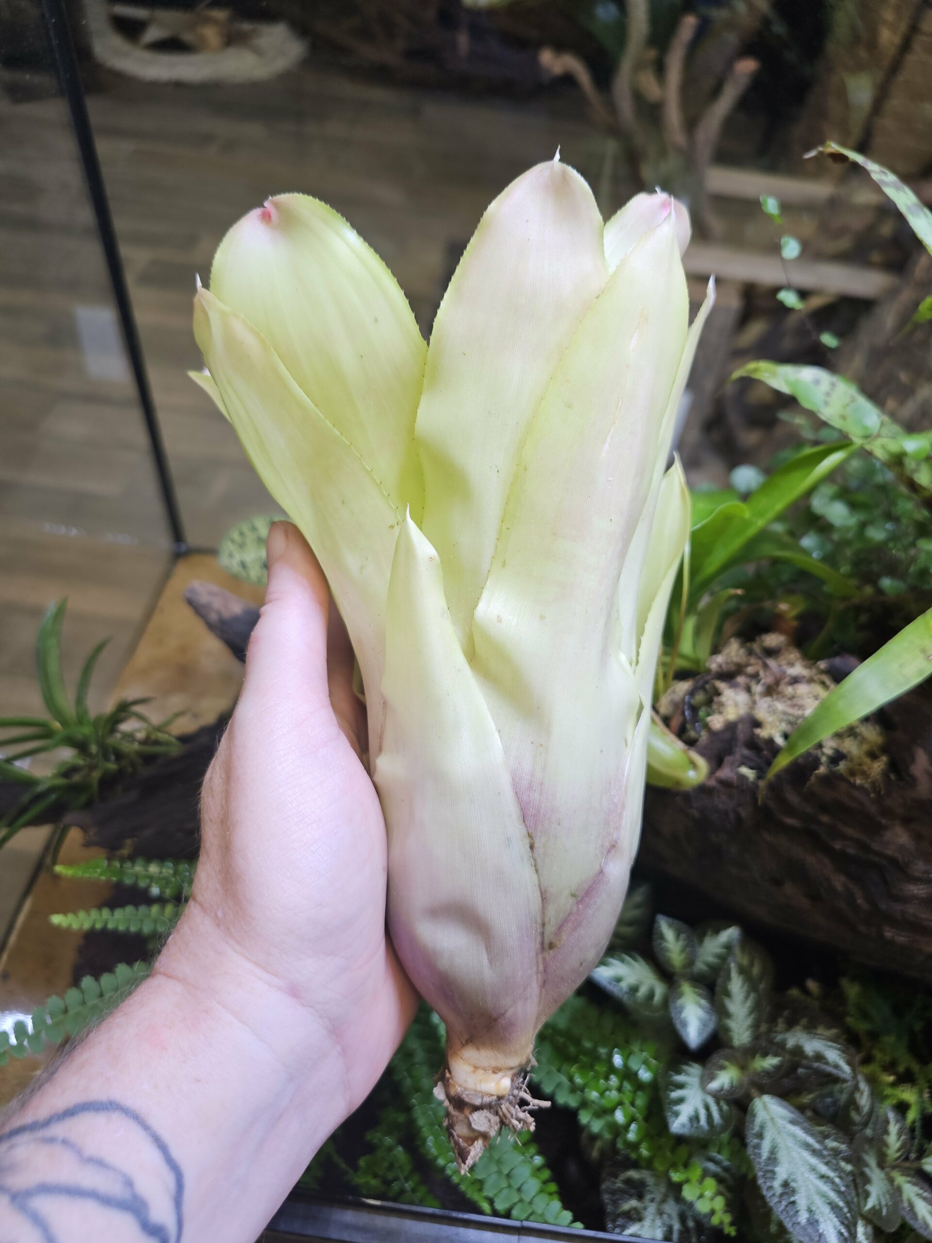 Neoregelia citronella – Image 2