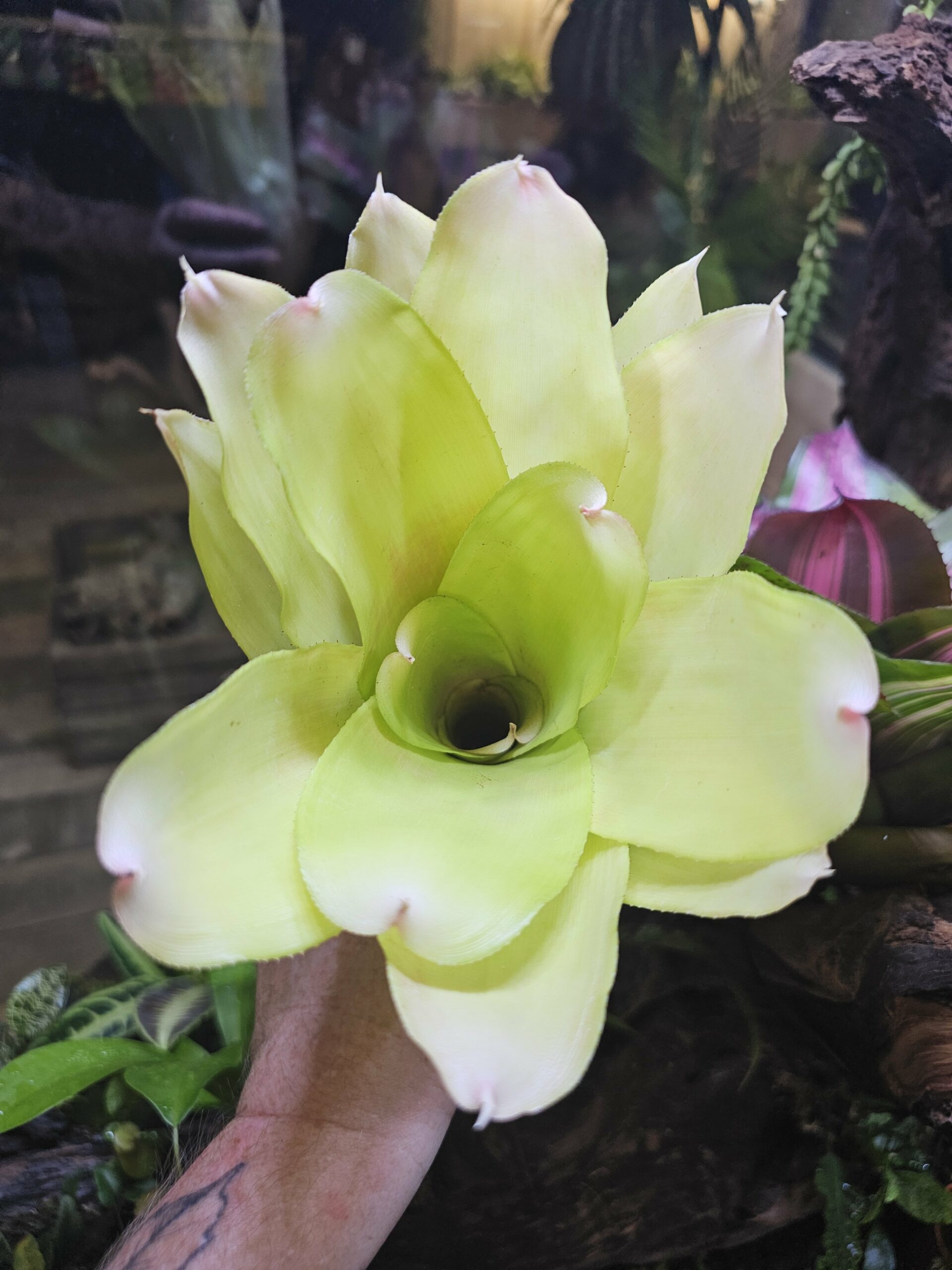 Neoregelia citronella