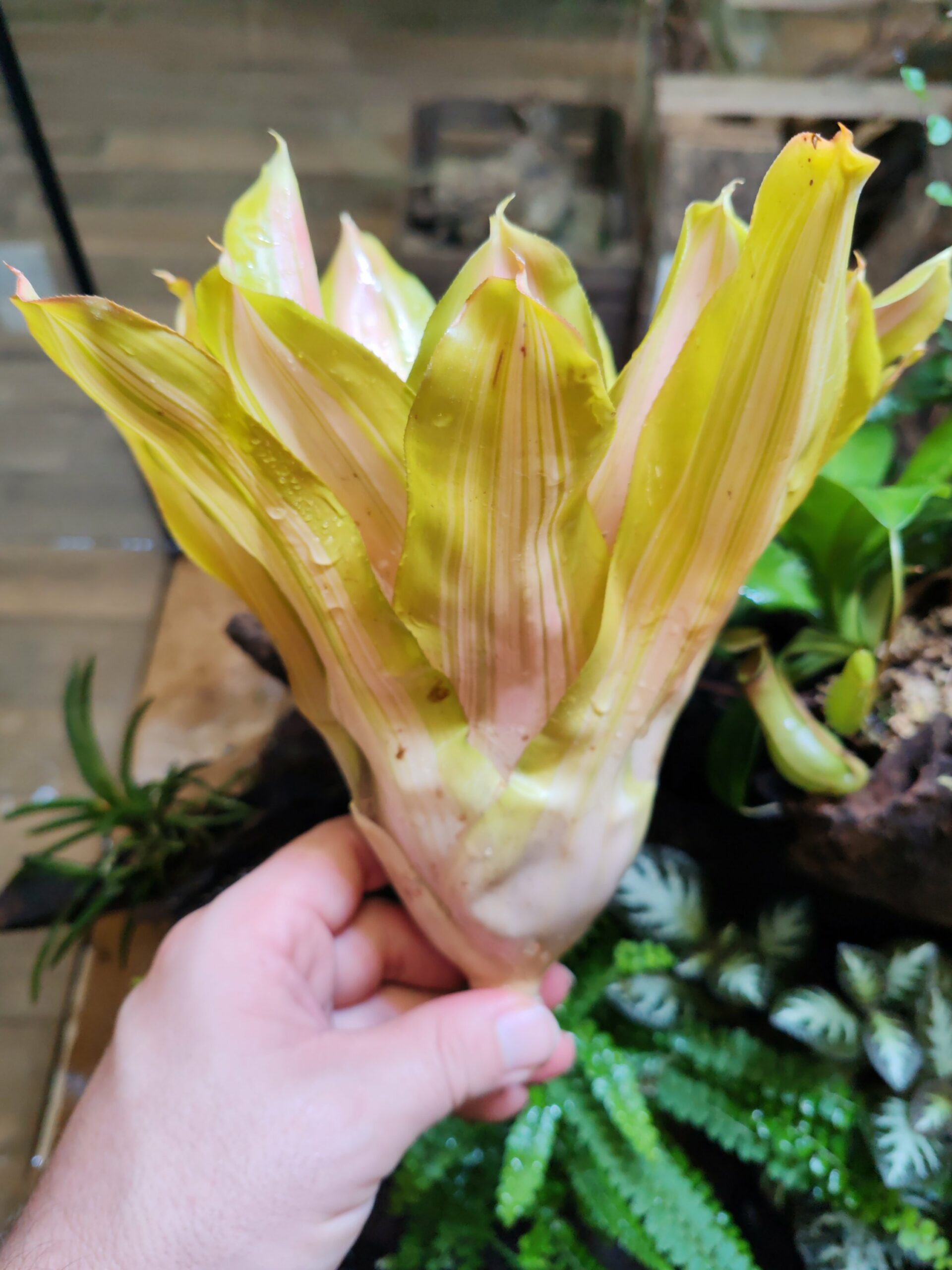 Neoregelia Vulcan – Image 2