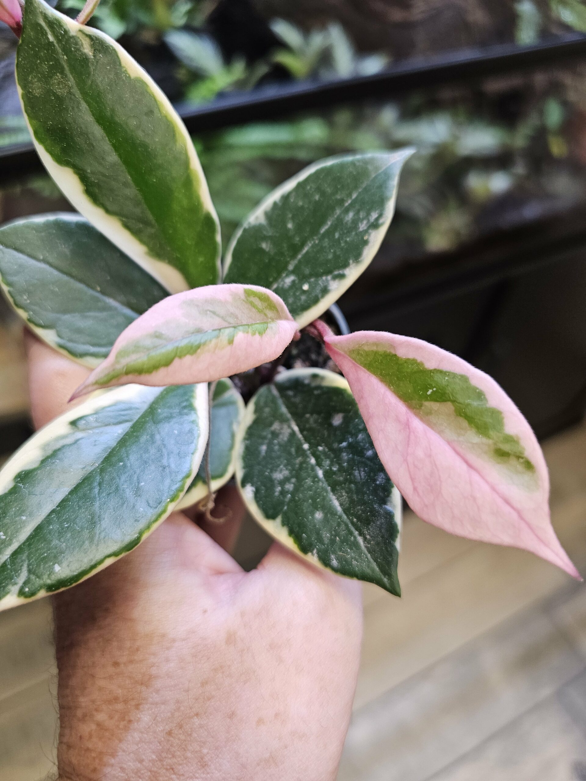 Hoya flamingo red – Image 4