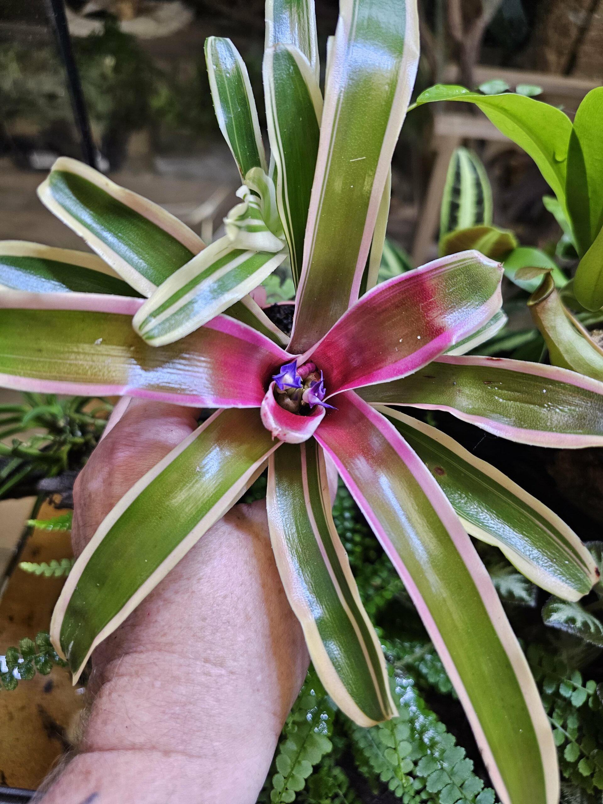 Neoregelia "Fireball" – Image 3