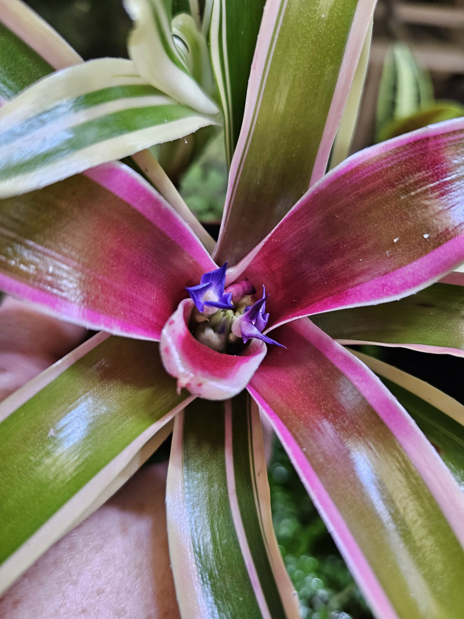 Neoregelia "Fireball" – Image 4