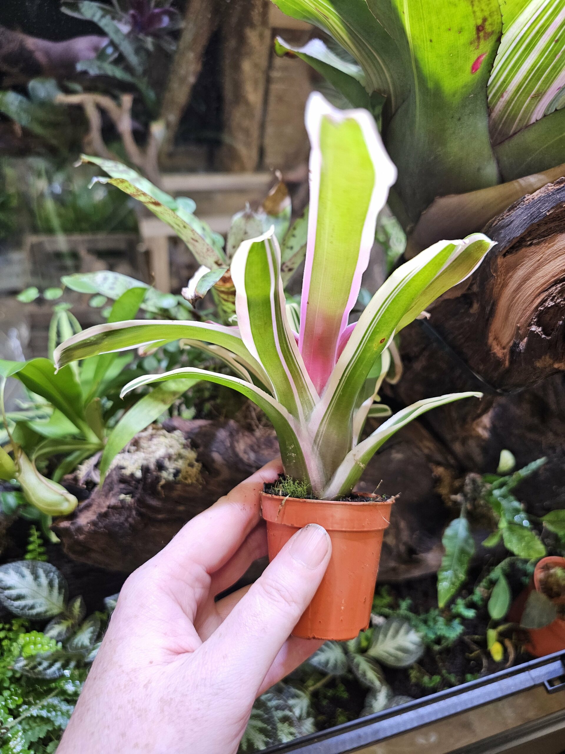 Neoregelia "Fireball" – Image 5