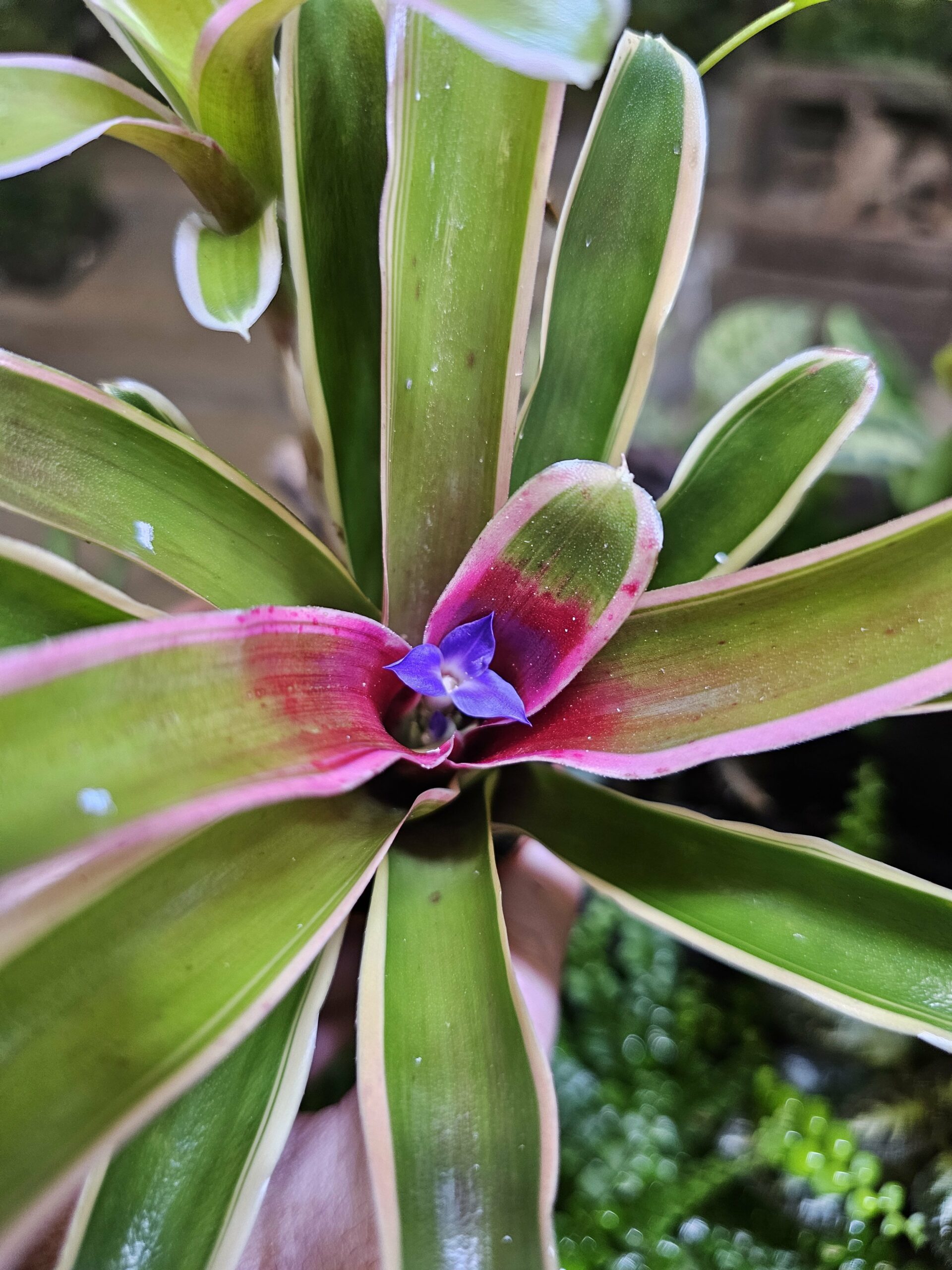 Neoregelia "Fireball"