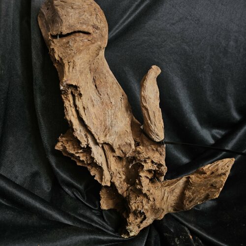 Racine de mangrove MG460 - 50x19x24cm