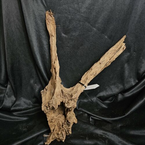 Racine de mangrove MG445 - 56x37x19cm