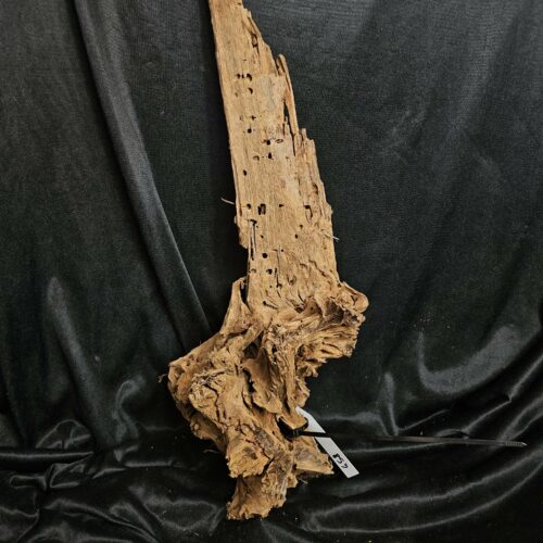 Racine de mangrove MG458 - 58x26x19cm