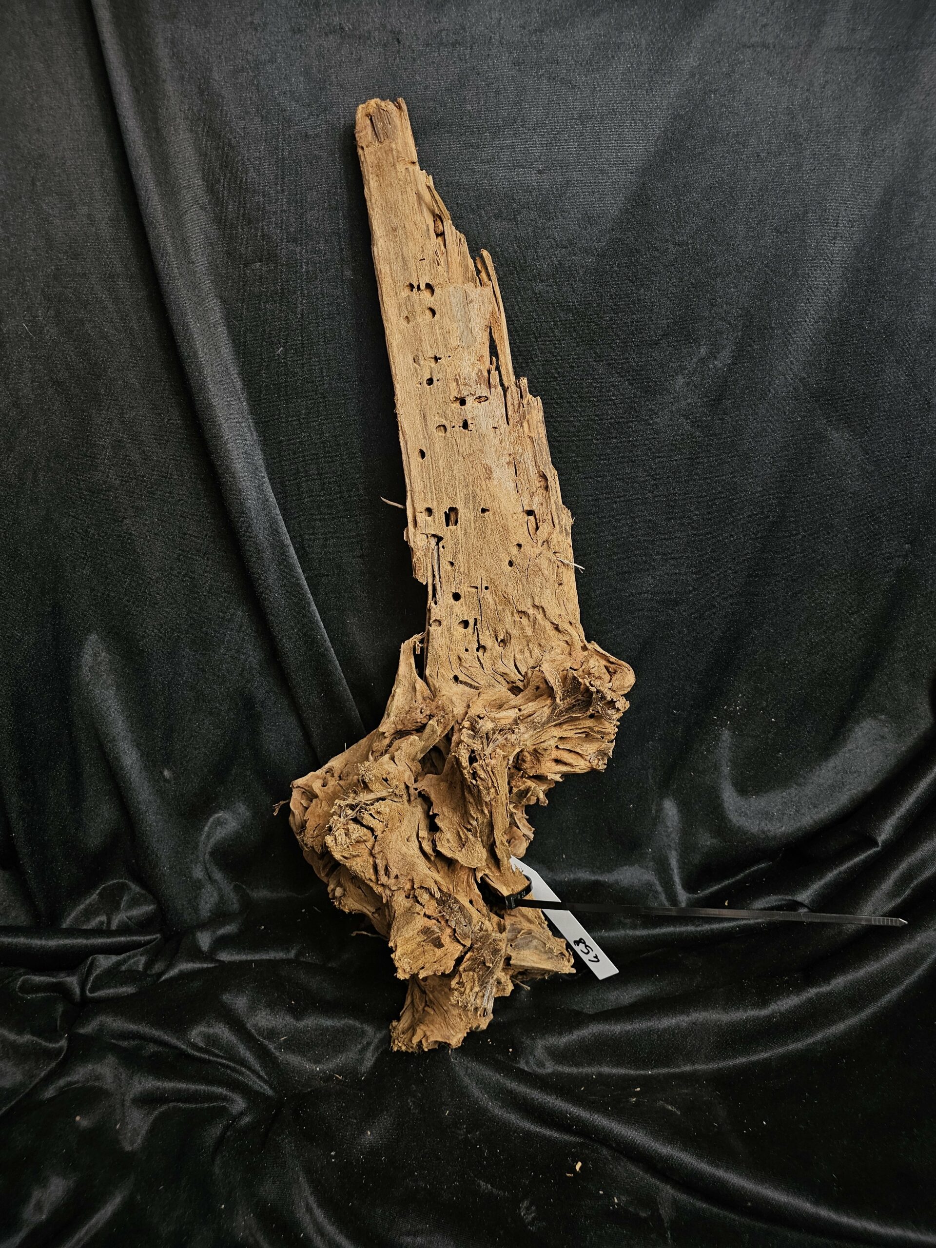 Racine de mangrove MG458 - 58x26x19cm