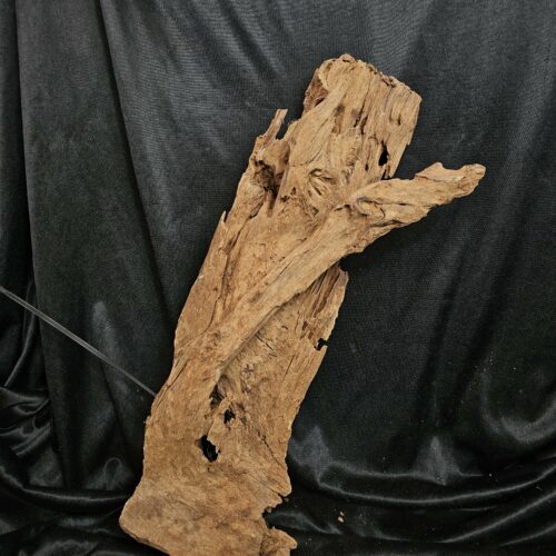 Racine de mangrove MG439 - 55x21x17cm