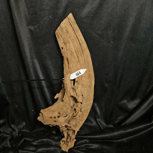 Racine de mangrove MG464 - 50x21x8cm