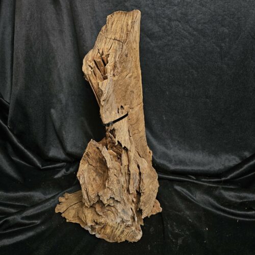 Racine de mangrove MG459 - 46x25x24cm