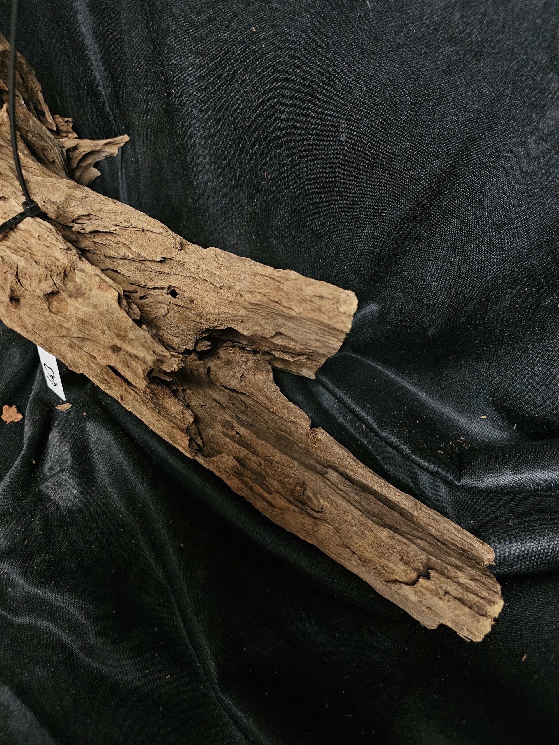 Racine de mangrove MG443 - 55x23x18cm – Image 3