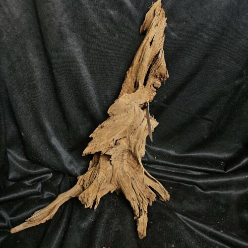 Racine de mangrove MG446 - 50x18x20cm