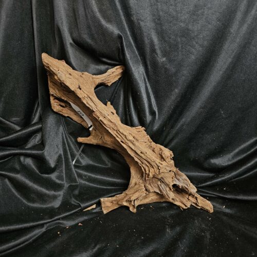 Racine de mangrove MG452 - 57x16x22cm