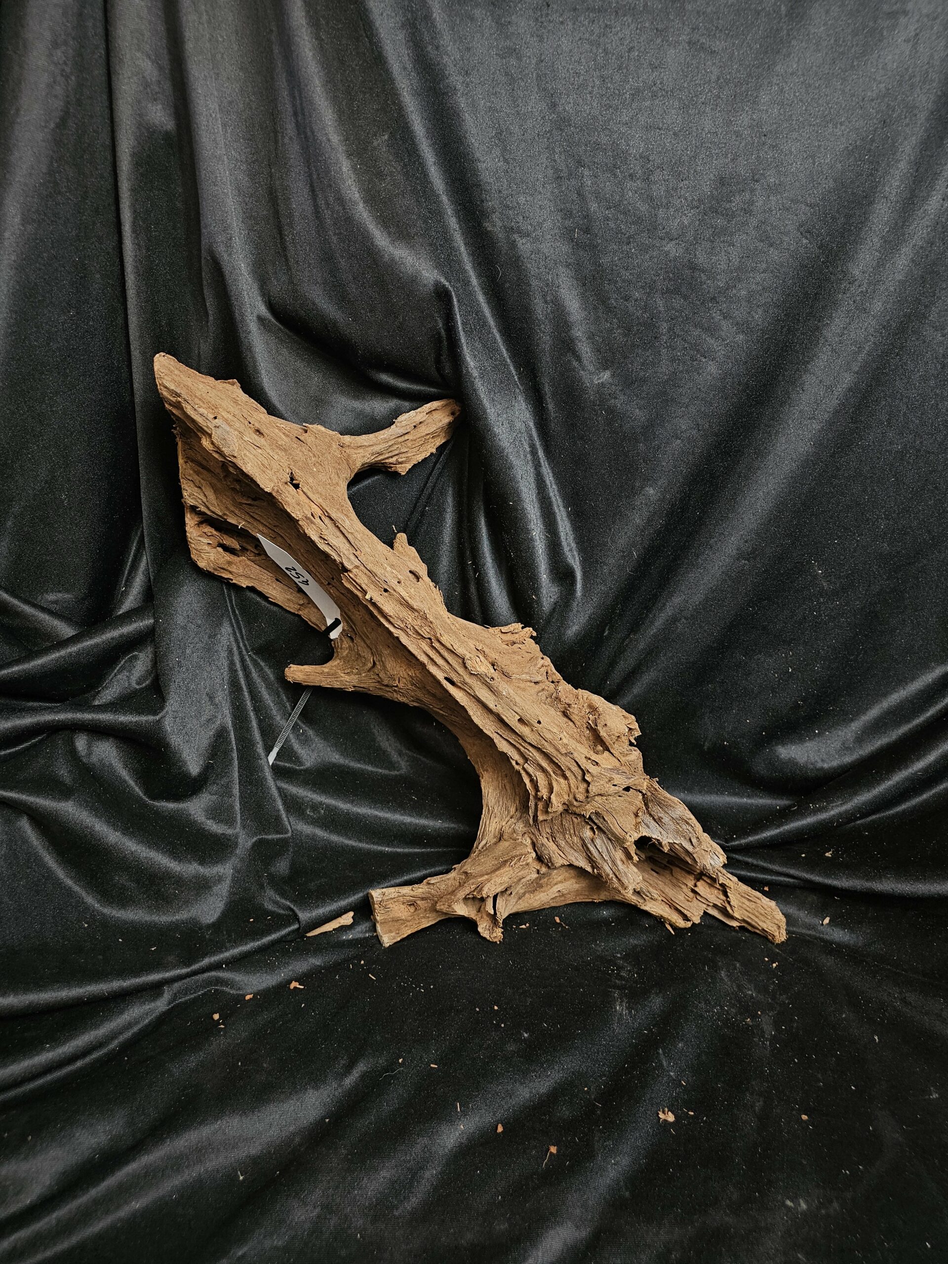 Racine de mangrove MG452 - 57x16x22cm