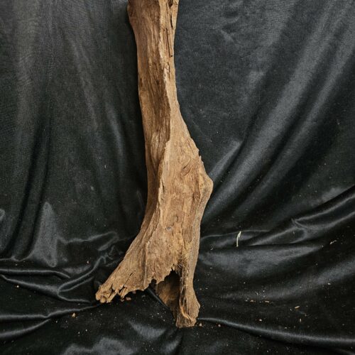 Racine de mangrove MG440 - 53x16x20cm