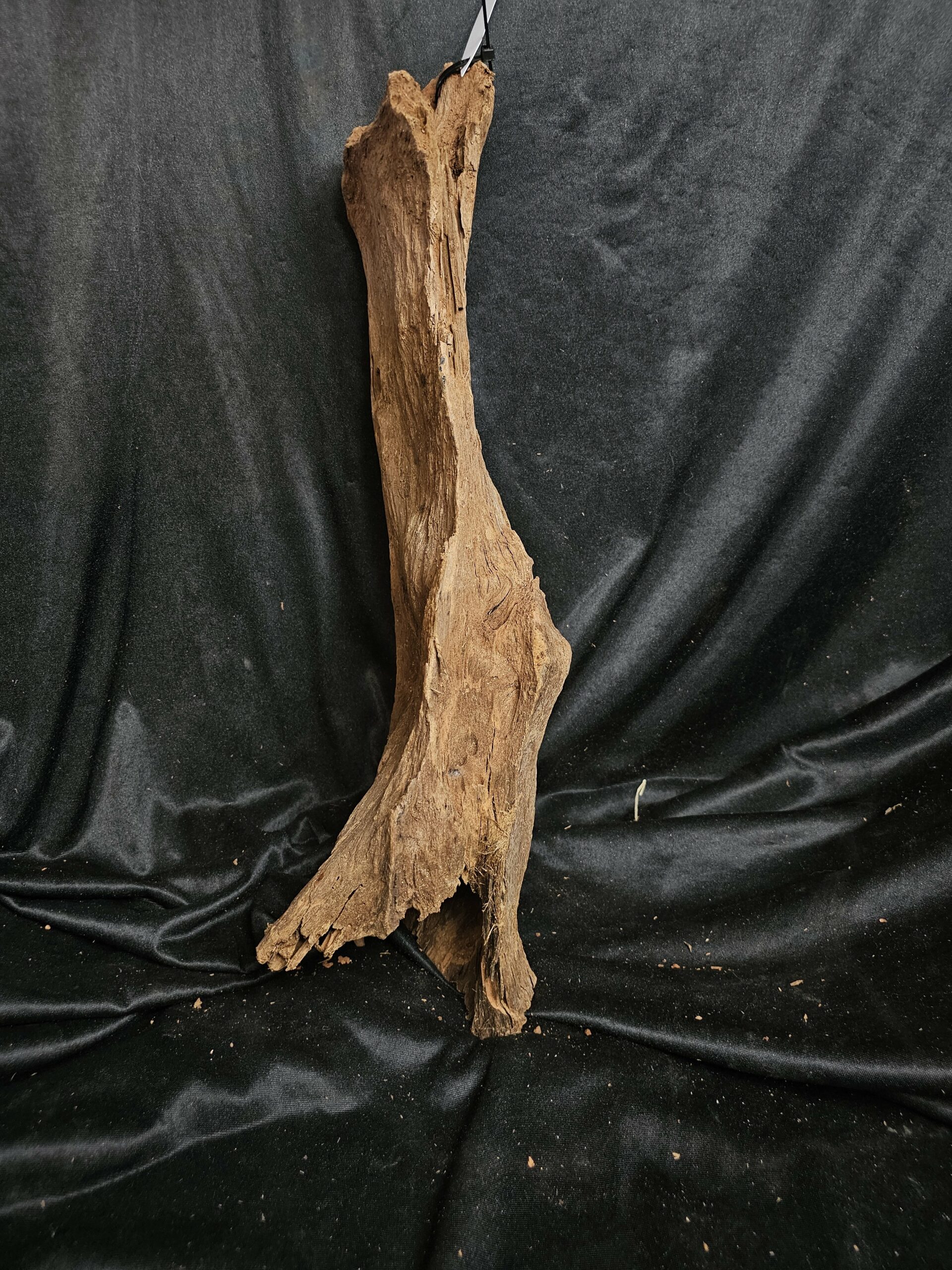 Racine de mangrove MG440 - 53x16x20cm