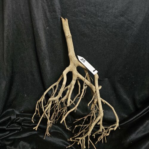 Racine de théier TH212 - 47x34x18cm