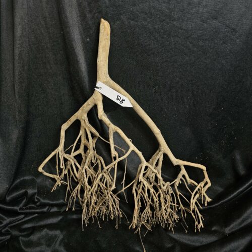 Racine de théier TH219 - 50x41x16cm