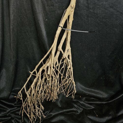 Racine de théier TH241 - 63x23x10cm