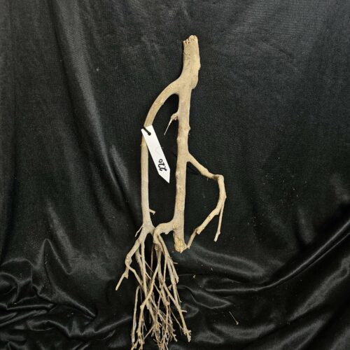 Racine de théier TH220 - 52x21x13cm