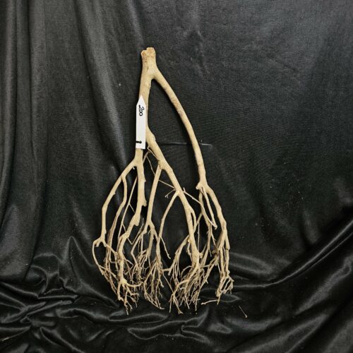 Racine de théier TH200 - 50x27x14cm