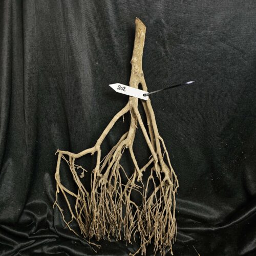 Racine de théier TH202 - 56x31x9cm