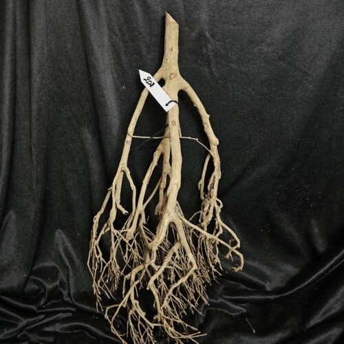 Racine de théier TH208 - 54x28x17cm