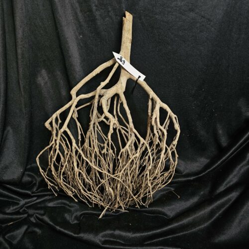 Racine de théier TH209 - 51x36x17cm