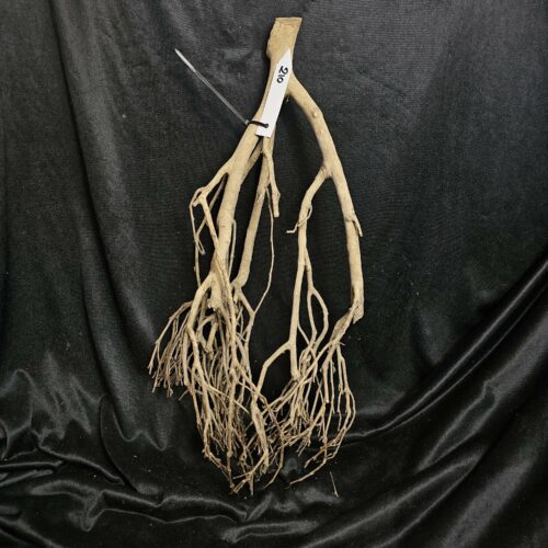 Racine de théier TH210 - 60x26x17cm