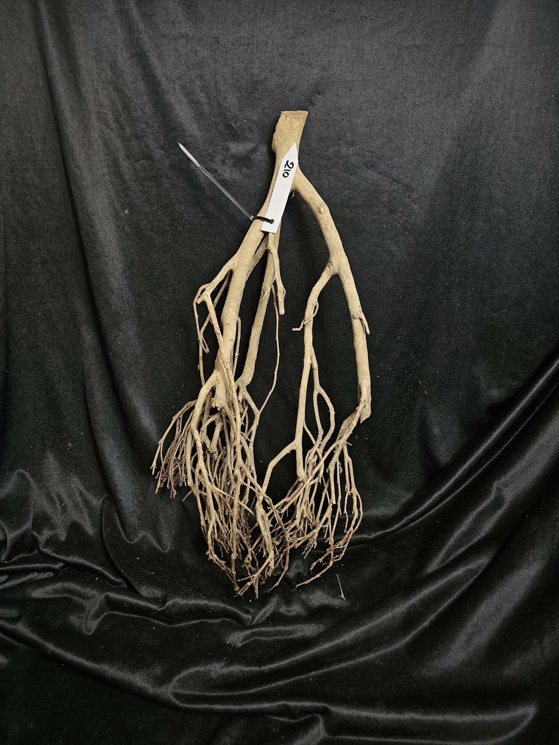 Racine de théier TH210 - 60x26x17cm