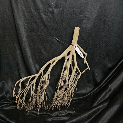 Racine de théier TH217 - 50x39x11cm