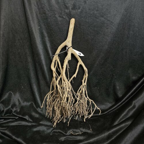 Racine de théier TH211 - 50x24x19cm