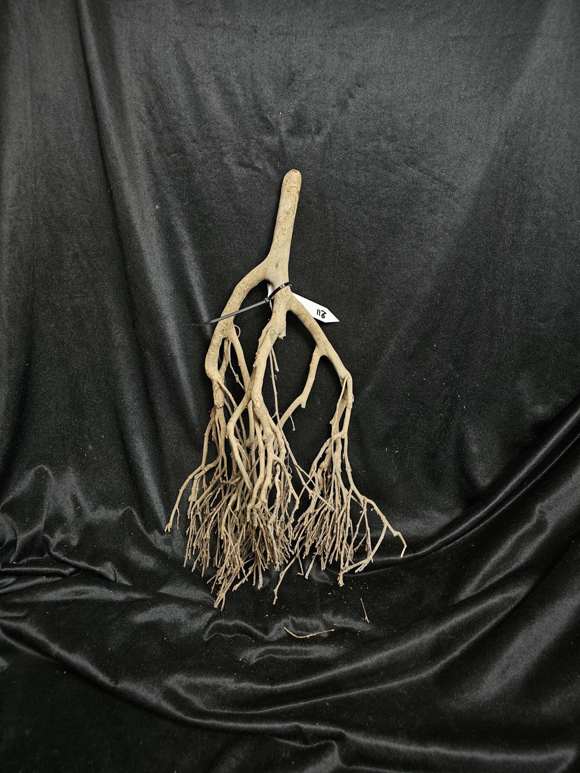 Racine de théier TH211 - 50x24x19cm