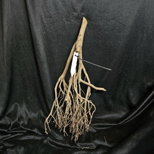 Racine de théier TH207 - 49x25x18cm