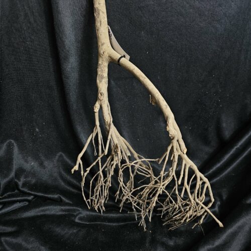 Racine de théier TH242 - 51x25x17cm