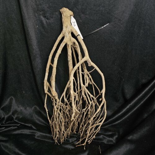 Racine de théier TH216 - 52x24x15cm