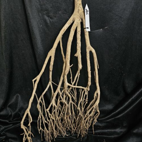 Racine de théier TH204 - 58x31x12cm