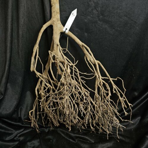 Racine de théier TH218 - 58x37x20cm