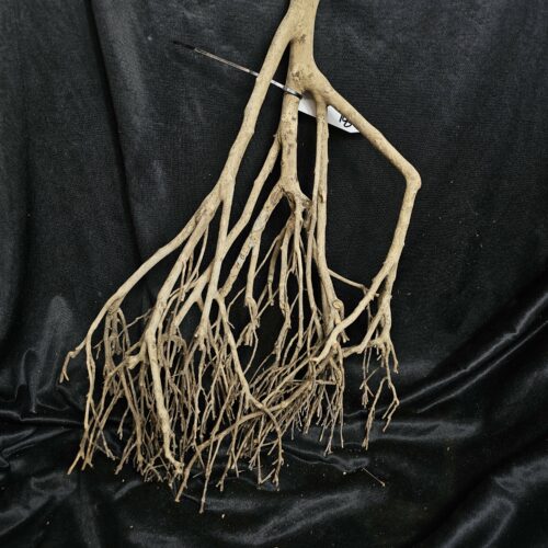 Racine de théier TH201 - 53x38x19cm