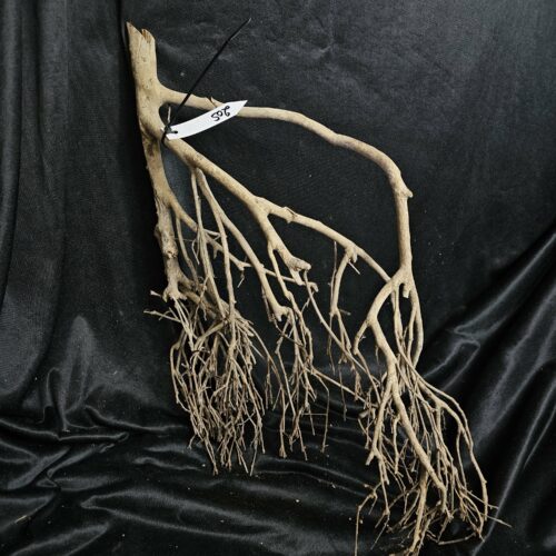 Racine de théier TH205 - 57x38x16cm