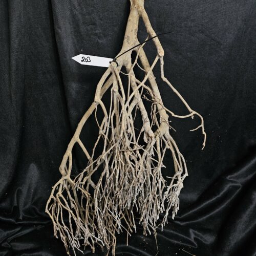 Racine de théier TH203 - 64x31x14cm