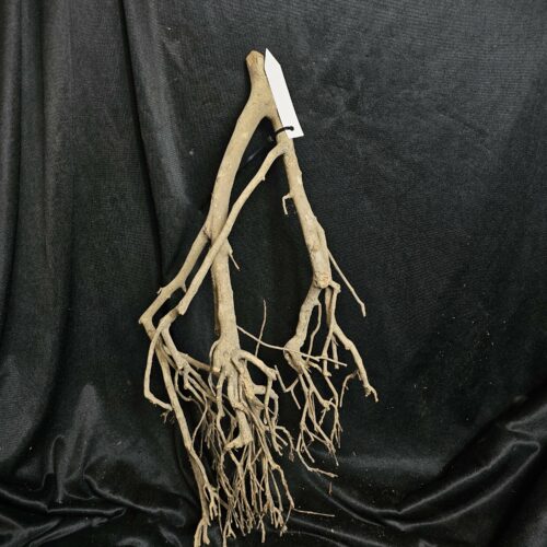 Racine de théier TH229 - 45x45x20cm