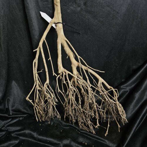 Racine de théier TH206 - 56x38x15cm