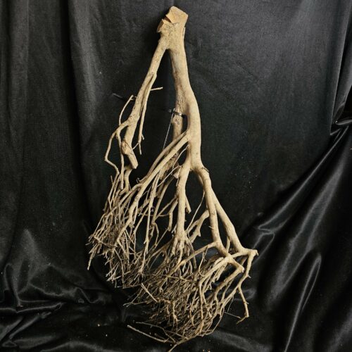 Racine de théier TH214 - 61x31x21cm