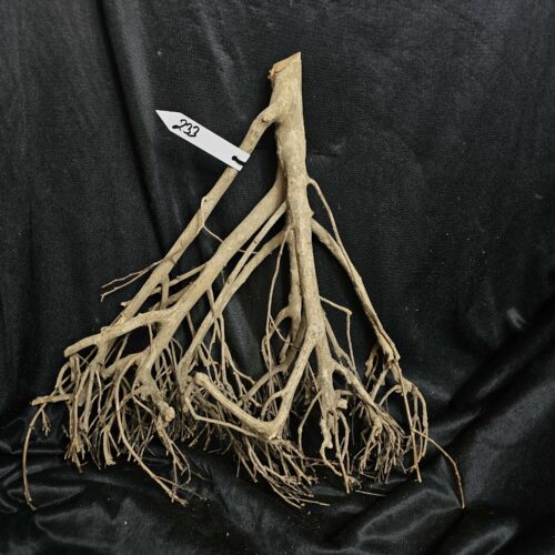 Racine de théier TH233 - 45x45x20cm