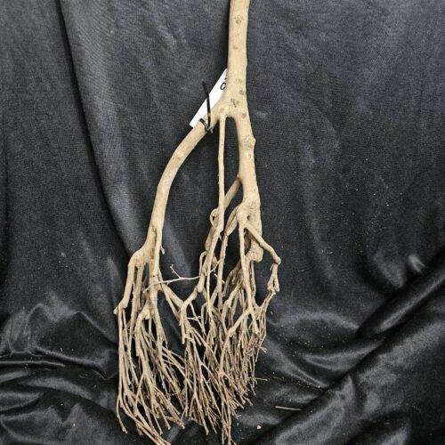 Racine de théier TH215 - 53x20x14cm