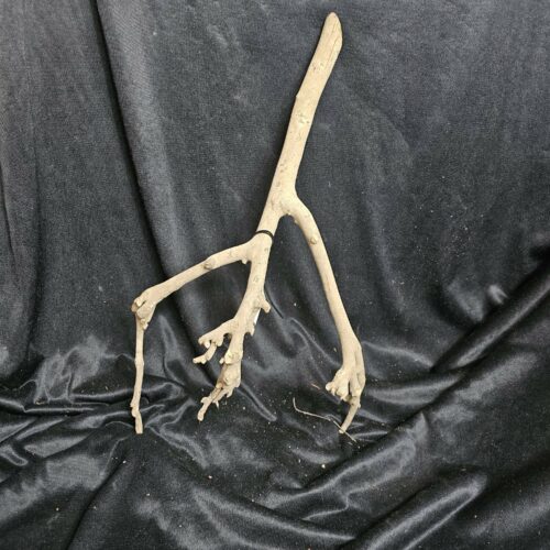 Racine de théier TH239 - 48x27x18cm