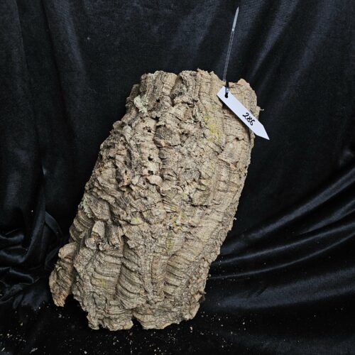 Tronc de liège LH286 - 45x23x18cm