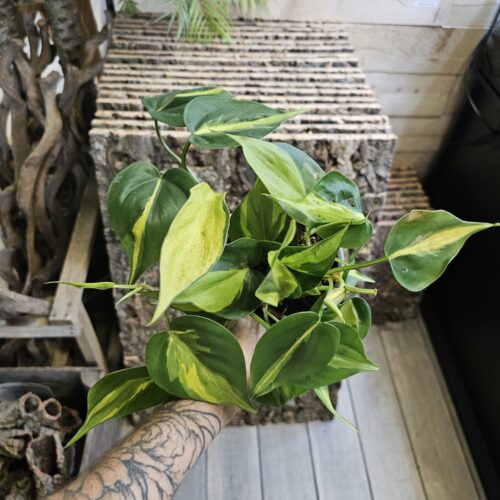 Philodendron Scandens "Brasil" XL